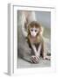 Rhesus Macaque (Macaca mulatta) baby, sitting beside mother, Jaipur City, Rajasthan-Andrew Forsyth-Framed Photographic Print