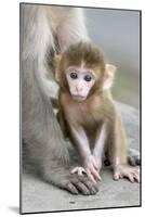 Rhesus Macaque (Macaca mulatta) baby, sitting beside mother, Jaipur City, Rajasthan-Andrew Forsyth-Mounted Photographic Print