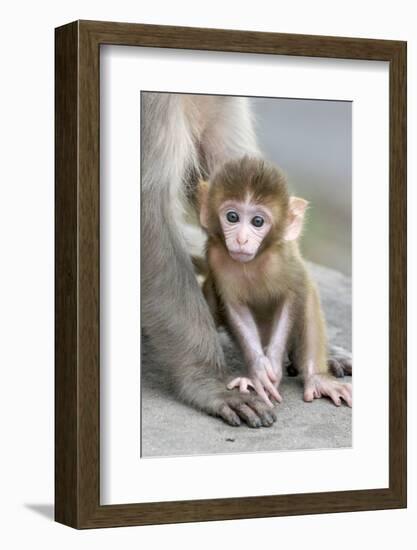 Rhesus Macaque (Macaca mulatta) baby, sitting beside mother, Jaipur City, Rajasthan-Andrew Forsyth-Framed Photographic Print