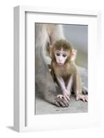 Rhesus Macaque (Macaca mulatta) baby, sitting beside mother, Jaipur City, Rajasthan-Andrew Forsyth-Framed Photographic Print