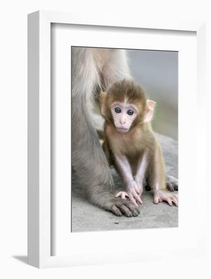 Rhesus Macaque (Macaca mulatta) baby, sitting beside mother, Jaipur City, Rajasthan-Andrew Forsyth-Framed Photographic Print