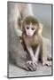 Rhesus Macaque (Macaca mulatta) baby, sitting beside mother, Jaipur City, Rajasthan-Andrew Forsyth-Mounted Photographic Print