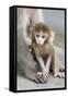 Rhesus Macaque (Macaca mulatta) baby, sitting beside mother, Jaipur City, Rajasthan-Andrew Forsyth-Framed Stretched Canvas
