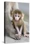 Rhesus Macaque (Macaca mulatta) baby, sitting beside mother, Jaipur City, Rajasthan-Andrew Forsyth-Stretched Canvas