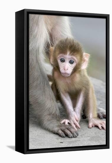 Rhesus Macaque (Macaca mulatta) baby, sitting beside mother, Jaipur City, Rajasthan-Andrew Forsyth-Framed Stretched Canvas