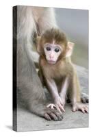 Rhesus Macaque (Macaca mulatta) baby, sitting beside mother, Jaipur City, Rajasthan-Andrew Forsyth-Stretched Canvas