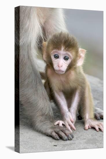 Rhesus Macaque (Macaca mulatta) baby, sitting beside mother, Jaipur City, Rajasthan-Andrew Forsyth-Stretched Canvas