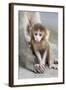 Rhesus Macaque (Macaca mulatta) baby, sitting beside mother, Jaipur City, Rajasthan-Andrew Forsyth-Framed Photographic Print