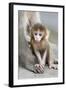 Rhesus Macaque (Macaca mulatta) baby, sitting beside mother, Jaipur City, Rajasthan-Andrew Forsyth-Framed Photographic Print