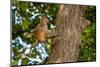 Rhesus macaque (Macaca mulatta), Bandhavgarh National Park, Madhya Pradesh, India, Asia-Sergio Pitamitz-Mounted Photographic Print