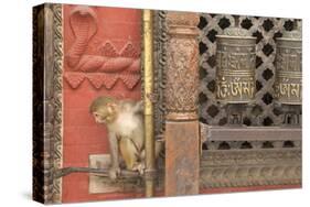 Rhesus Macaque Monkey Baby on Ancient Shrine-Peter Barritt-Stretched Canvas