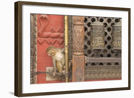 Rhesus Macaque Monkey Baby on Ancient Shrine-Peter Barritt-Framed Photographic Print