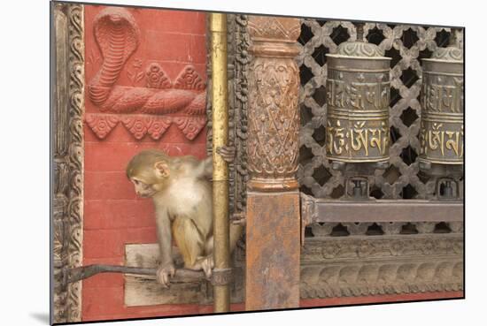 Rhesus Macaque Monkey Baby on Ancient Shrine-Peter Barritt-Mounted Photographic Print