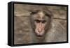 Rhesus Macaque Monkey Close-Up of Head-null-Framed Stretched Canvas