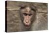 Rhesus Macaque Monkey Close-Up of Head-null-Stretched Canvas