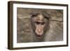 Rhesus Macaque Monkey Close-Up of Head-null-Framed Photographic Print