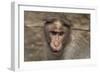 Rhesus Macaque Monkey Close-Up of Head-null-Framed Photographic Print