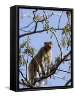 Rhesus Macaque Monkey (Macaca Mulatta), Bandhavgarh National Park, Madhya Pradesh State, India-Thorsten Milse-Framed Stretched Canvas