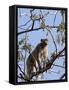 Rhesus Macaque Monkey (Macaca Mulatta), Bandhavgarh National Park, Madhya Pradesh State, India-Thorsten Milse-Framed Stretched Canvas