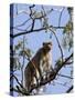 Rhesus Macaque Monkey (Macaca Mulatta), Bandhavgarh National Park, Madhya Pradesh State, India-Thorsten Milse-Stretched Canvas