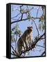 Rhesus Macaque Monkey (Macaca Mulatta), Bandhavgarh National Park, Madhya Pradesh State, India-Thorsten Milse-Framed Stretched Canvas