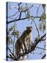 Rhesus Macaque Monkey (Macaca Mulatta), Bandhavgarh National Park, Madhya Pradesh State, India-Thorsten Milse-Stretched Canvas