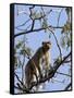 Rhesus Macaque Monkey (Macaca Mulatta), Bandhavgarh National Park, Madhya Pradesh State, India-Thorsten Milse-Framed Stretched Canvas