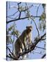 Rhesus Macaque Monkey (Macaca Mulatta), Bandhavgarh National Park, Madhya Pradesh State, India-Thorsten Milse-Stretched Canvas