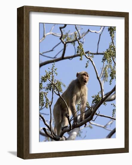 Rhesus Macaque Monkey (Macaca Mulatta), Bandhavgarh National Park, Madhya Pradesh State, India-Thorsten Milse-Framed Photographic Print