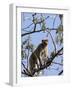 Rhesus Macaque Monkey (Macaca Mulatta), Bandhavgarh National Park, Madhya Pradesh State, India-Thorsten Milse-Framed Photographic Print