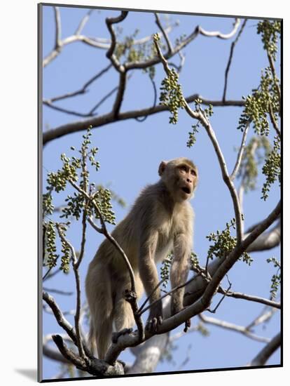 Rhesus Macaque Monkey (Macaca Mulatta), Bandhavgarh National Park, Madhya Pradesh State, India-Thorsten Milse-Mounted Photographic Print