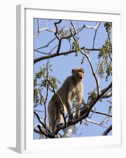 Rhesus Macaque Monkey (Macaca Mulatta), Bandhavgarh National Park, Madhya Pradesh State, India-Thorsten Milse-Framed Photographic Print