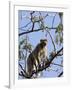 Rhesus Macaque Monkey (Macaca Mulatta), Bandhavgarh National Park, Madhya Pradesh State, India-Thorsten Milse-Framed Photographic Print