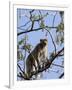 Rhesus Macaque Monkey (Macaca Mulatta), Bandhavgarh National Park, Madhya Pradesh State, India-Thorsten Milse-Framed Photographic Print