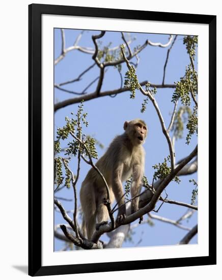 Rhesus Macaque Monkey (Macaca Mulatta), Bandhavgarh National Park, Madhya Pradesh State, India-Thorsten Milse-Framed Photographic Print