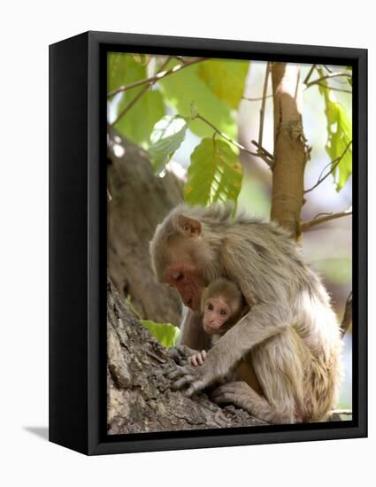 Rhesus Macaque Monkey (Macaca Mulatta), Bandhavgarh National Park, Madhya Pradesh State, India-Thorsten Milse-Framed Stretched Canvas