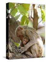 Rhesus Macaque Monkey (Macaca Mulatta), Bandhavgarh National Park, Madhya Pradesh State, India-Thorsten Milse-Stretched Canvas