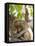 Rhesus Macaque Monkey (Macaca Mulatta), Bandhavgarh National Park, Madhya Pradesh State, India-Thorsten Milse-Framed Stretched Canvas