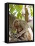 Rhesus Macaque Monkey (Macaca Mulatta), Bandhavgarh National Park, Madhya Pradesh State, India-Thorsten Milse-Framed Stretched Canvas