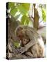 Rhesus Macaque Monkey (Macaca Mulatta), Bandhavgarh National Park, Madhya Pradesh State, India-Thorsten Milse-Stretched Canvas