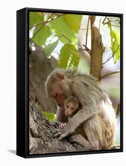 Rhesus Macaque Monkey (Macaca Mulatta), Bandhavgarh National Park, Madhya Pradesh State, India-Thorsten Milse-Framed Stretched Canvas