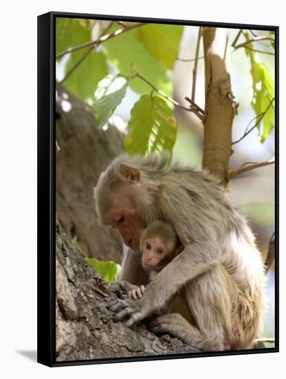 Rhesus Macaque Monkey (Macaca Mulatta), Bandhavgarh National Park, Madhya Pradesh State, India-Thorsten Milse-Framed Stretched Canvas