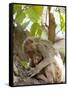 Rhesus Macaque Monkey (Macaca Mulatta), Bandhavgarh National Park, Madhya Pradesh State, India-Thorsten Milse-Framed Stretched Canvas