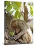 Rhesus Macaque Monkey (Macaca Mulatta), Bandhavgarh National Park, Madhya Pradesh State, India-Thorsten Milse-Stretched Canvas