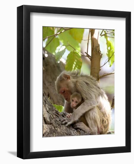 Rhesus Macaque Monkey (Macaca Mulatta), Bandhavgarh National Park, Madhya Pradesh State, India-Thorsten Milse-Framed Premium Photographic Print