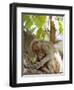 Rhesus Macaque Monkey (Macaca Mulatta), Bandhavgarh National Park, Madhya Pradesh State, India-Thorsten Milse-Framed Premium Photographic Print