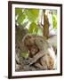 Rhesus Macaque Monkey (Macaca Mulatta), Bandhavgarh National Park, Madhya Pradesh State, India-Thorsten Milse-Framed Premium Photographic Print