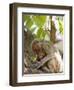 Rhesus Macaque Monkey (Macaca Mulatta), Bandhavgarh National Park, Madhya Pradesh State, India-Thorsten Milse-Framed Photographic Print