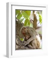 Rhesus Macaque Monkey (Macaca Mulatta), Bandhavgarh National Park, Madhya Pradesh State, India-Thorsten Milse-Framed Photographic Print