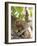 Rhesus Macaque Monkey (Macaca Mulatta), Bandhavgarh National Park, Madhya Pradesh State, India-Thorsten Milse-Framed Photographic Print